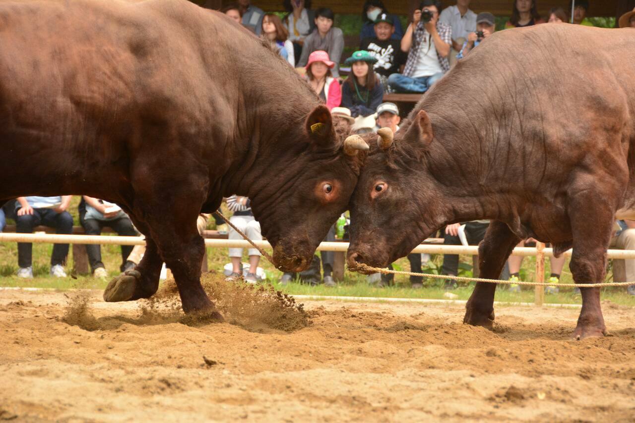 いわて平庭高原闘牛の起源と地元の取り組み いわて平庭高原闘牛の起源と地元の取り組み