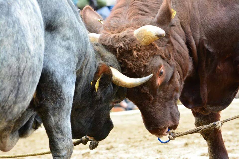 闘牛サポーター募集