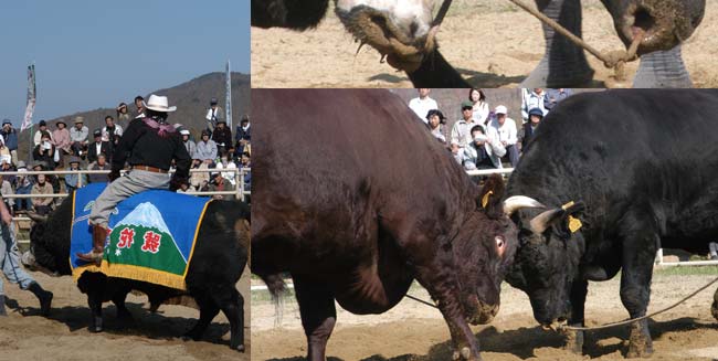平成２０年もみじ場所